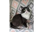 Adopt 73709a Bugsy a Domestic Short Hair