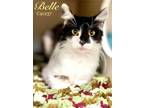 Adopt Belle a Domestic Short Hair