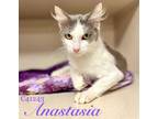 Adopt Anastasia a Domestic Short Hair