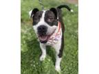 Adopt Canary a Pit Bull Terrier