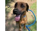 Adopt Miss Lady a Hound, Mixed Breed