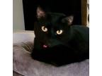 Adopt Kit Kat a Domestic Short Hair