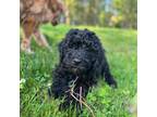 Goldendoodle Puppy for sale in Hastings, NY, USA