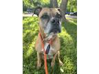 Adopt Eden a Boxer, Mixed Breed