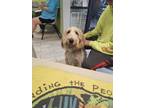 Adopt Bella a Standard Poodle, Mixed Breed