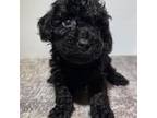 Poodle (Toy) Puppy for sale in Edgar Springs, MO, USA