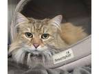 Adopt Carmella a Maine Coon