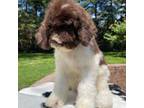 Goldendoodle Puppy for sale in Cookeville, TN, USA