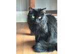 Adopt Lily Bear a Domestic Long Hair