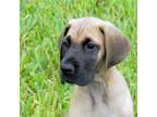 Great Dane Puppy for sale in Cape Coral, FL, USA