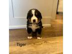 Bernese Mountain Dog Puppy for sale in Logan, UT, USA