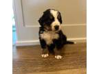 Bernese Mountain Dog Puppy for sale in Logan, UT, USA