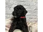 Goldendoodle Puppy for sale in Hickory Hills, IL, USA