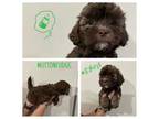 Shih-Poo Puppy for sale in Hickory Hills, IL, USA