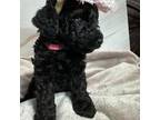 Goldendoodle Puppy for sale in Hickory Hills, IL, USA