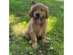 Golden Retriever Puppy for sale in Dundee, OH, USA