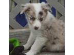 Border Collie Puppy for sale in Wichita, KS, USA