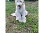Goldendoodle Puppy for sale in Oviedo, FL, USA
