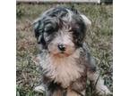 Mutt Puppy for sale in Leesburg, FL, USA
