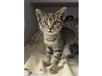 Adopt Winry Rockbell a Domestic Short Hair
