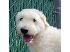 Adopt Princess Leia a Airedale Terrier, Standard Poodle
