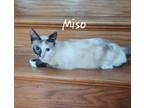 Adopt Miso #craves-attention a Siamese, Tortoiseshell