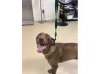 Adopt 55953608 a Labrador Retriever, Mixed Breed