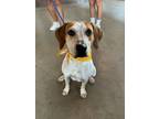 Adopt Lacey a English Coonhound, Mixed Breed