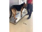 Adopt Aurora a German Shepherd Dog, Mixed Breed