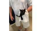 Adopt kitten 2 a Domestic Short Hair