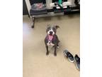 Adopt Lulu Brook a Pit Bull Terrier, Mixed Breed