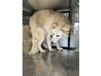 Adopt Luna a Great Pyrenees, Mixed Breed