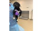 Adopt Dina a Labrador Retriever, Mixed Breed