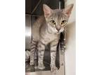 Adopt Magpie a Domestic Short Hair