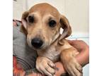 Adopt 55951230 a Dachshund, Mixed Breed