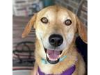 Adopt Ginger a Rhodesian Ridgeback, Black Mouth Cur