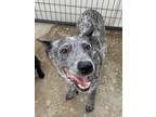 Adopt Leslie a Cattle Dog, Mixed Breed