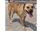Adopt Marcelene a Mixed Breed