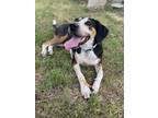 Adopt Mila Sue a Bluetick Coonhound, Mixed Breed