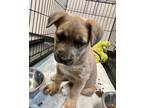 Adopt Zinc a Mixed Breed