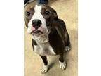 Adopt Roxi a Terrier, Boxer