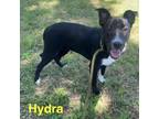 Adopt Hydra a Labrador Retriever