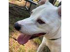 Adopt Skipper a Pit Bull Terrier