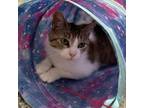 Adopt Mellow a Domestic Short Hair