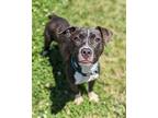 Adopt Shenan Once Shenanigan a Pit Bull Terrier