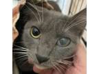 Adopt Simone a Domestic Short Hair