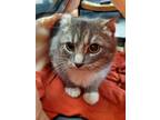 Adopt Curly a Domestic Short Hair