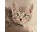 Adopt Velma a Domestic Short Hair