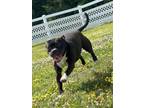Adopt 2405-0901 Austin a Pit Bull Terrier