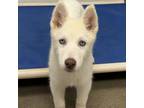 Adopt Tagalongs a Siberian Husky